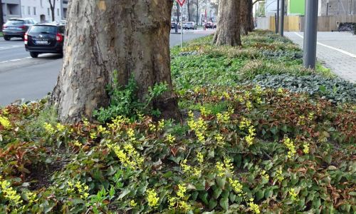 Baumersatzpflanzungen werden in den nächsten Jahren stark zunehmen.