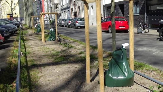 Stadtbäume sterben an Hitzestress und Trockenheit