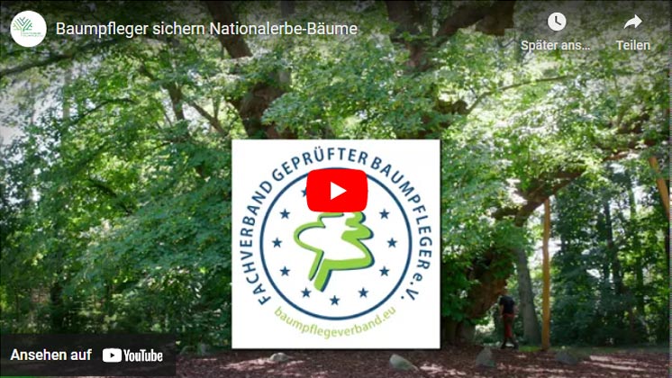 Wie werde ich Baumpfleger?